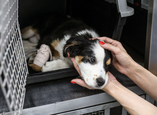 Starting a Community Stray Dog Rescue Network