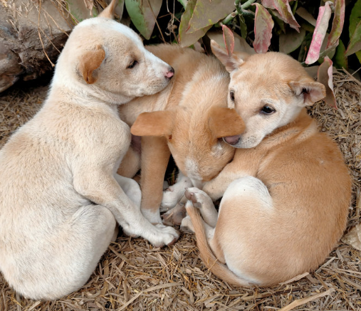 Best Ways to Raise Awareness for Stray Dog Rescue Online