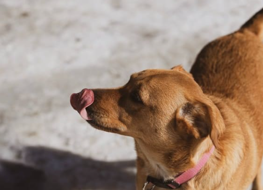How to Read Body Language in Rescued Stray Dogs