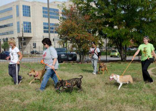 How Rescue Groups Save More Stray Dogs Through Teamwork