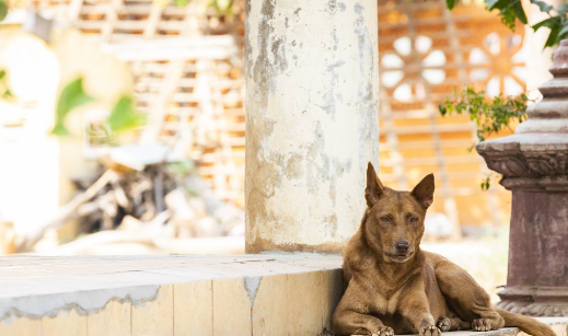 How to Document a Stray Dog Rescue Case