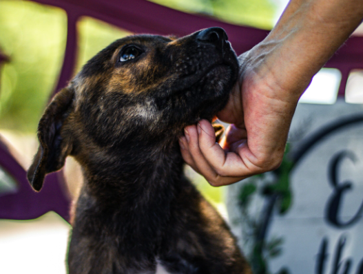 Cultural Attitudes Toward Stray Dog Rescue Around the World