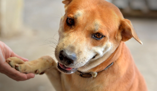 What Makes a Good Adoption Profile for a Rescued Stray Dog