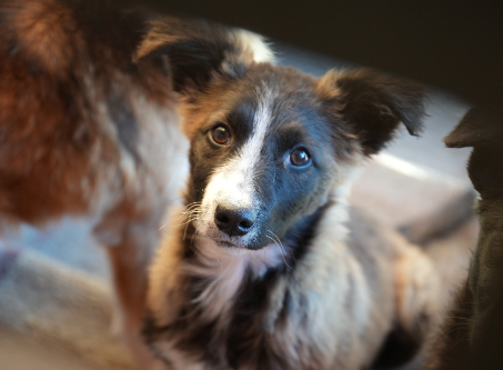 Why Stray Puppies Need Specialized Rescue Care