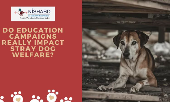 How Schools Can Support Stray Dog Rescue Awareness