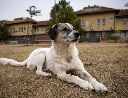 Parasite Prevention After Stray Dog Rescue