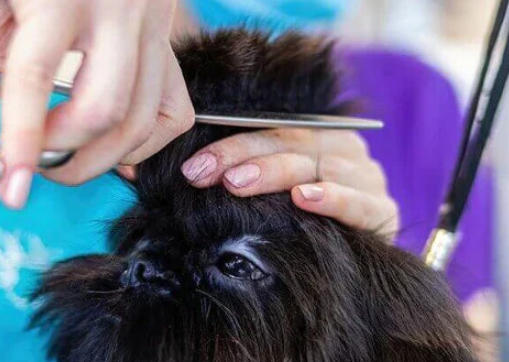 Grooming Tips for Long-Haired Rescued Stray Dogs