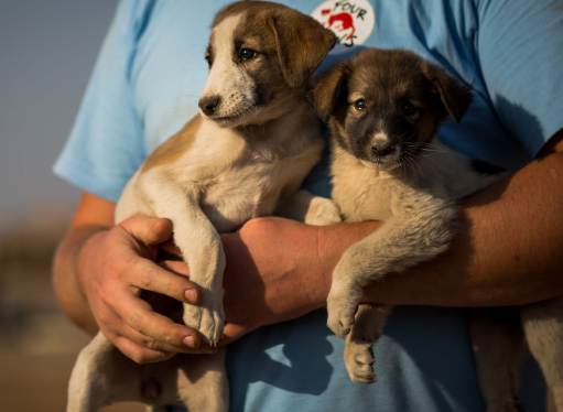 How Community Events Can Promote Stray Dog Rescue