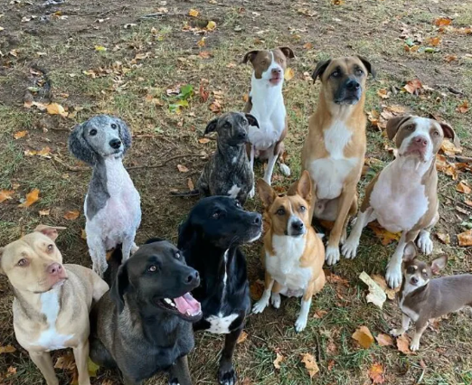 How to Match a Rescued Stray Dog With the Right Family
