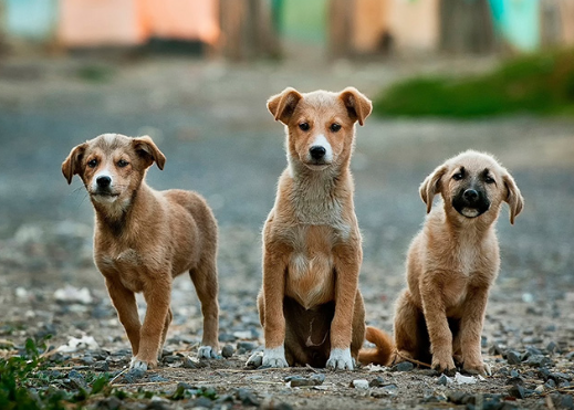 How Volunteers Make Stray Dog Rescue Possible