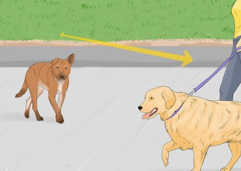 How to Handle Aggression During Stray Dog Rescue