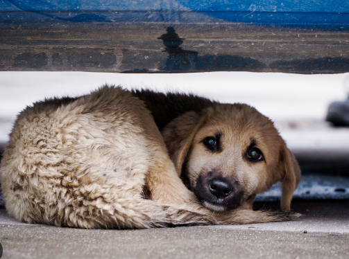 The Emotional Recovery of a Rescued Stray Dog