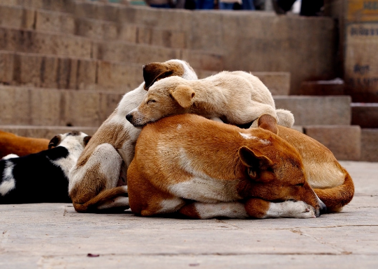 The Benefits of Foster-to-Adopt for Stray Dogs