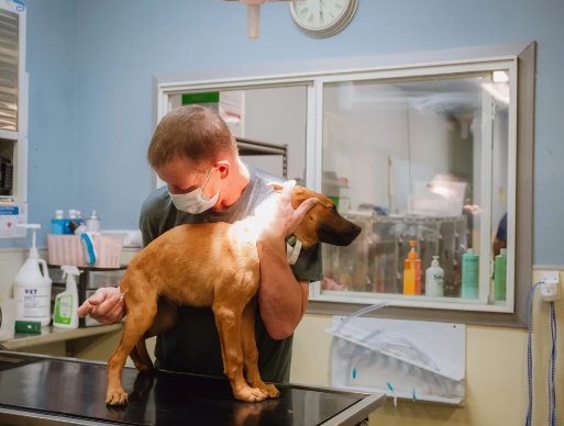 How to Work With Veterinarians in Stray Dog Rescue