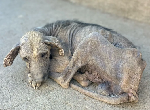 How International Stray Dog Rescue Works