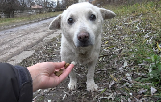 How Rescue Videos Help Stray Dogs Find Homes