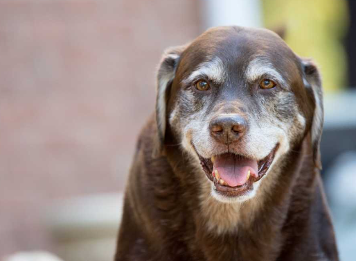 The Challenges of Adopting Senior Stray Dogs