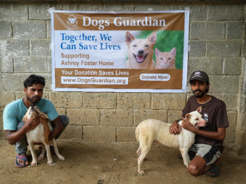 Donating Smartly to Stray Dog Rescue Groups