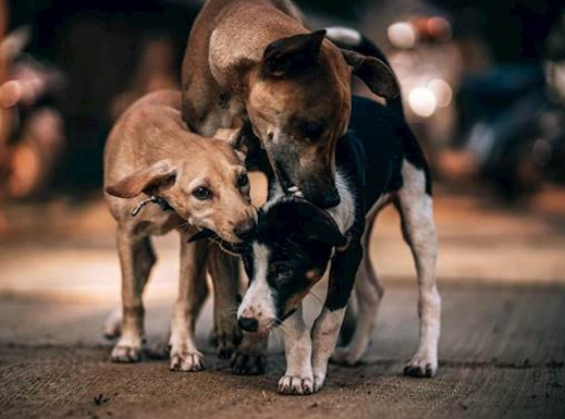The Link Between Poverty and Stray Dog Rescue Needs