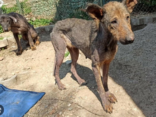 Skin Problems Common in Rescued Stray Dogs