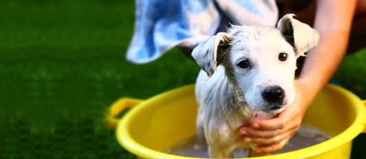 How to Bathe a Rescued Stray Dog Safely