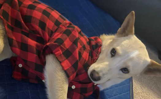 How to Write a Compelling Stray Dog Rescue Story