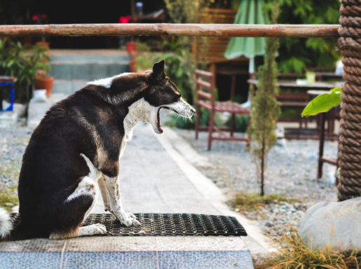 Fundraising Ideas for Stray Dog Rescue Organizations