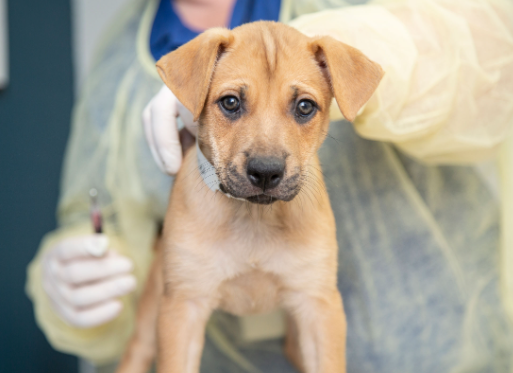 Vaccinations Every Rescued Stray Dog May Need