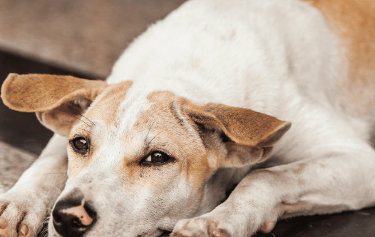 How Long It Takes a Rescued Stray Dog to Adjust