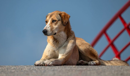 Urban Challenges in Stray Dog Rescue