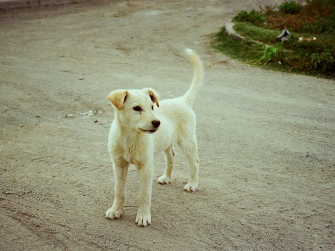 What to Know Before Taking a Stray Dog Across State Lines