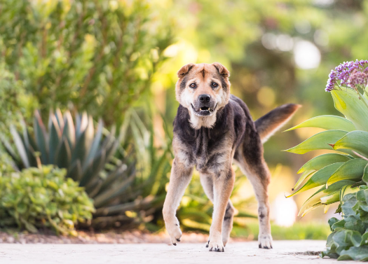 Photography Tips for Stray Dog Rescue Profiles