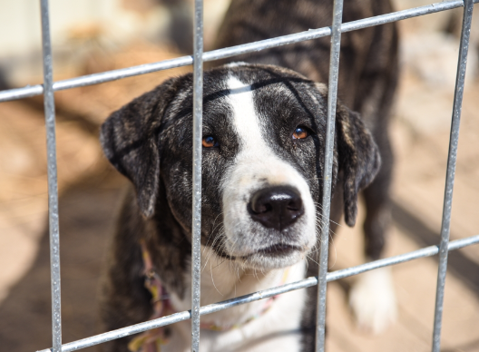 Questions to Ask Before Adopting a Rescued Stray Dog