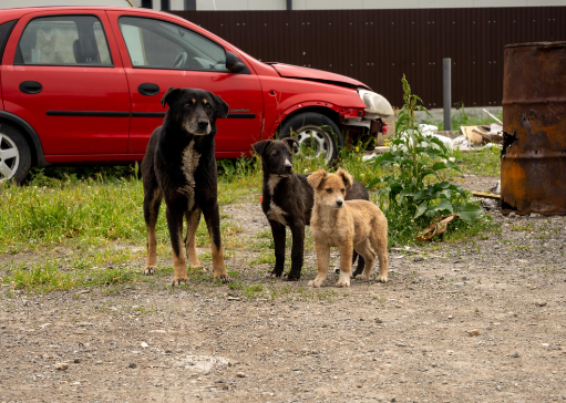 How to Support Stray Dog Rescue Without Adopting