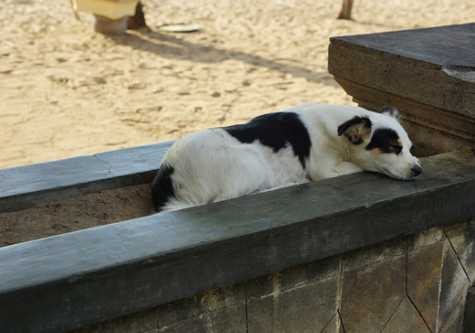 Why Education Matters in Stray Dog Rescue