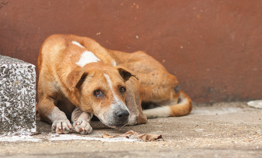 How to Help Malnourished Dogs in Stray Dog Rescue