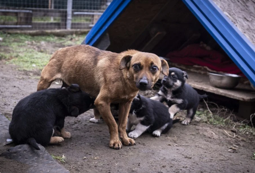 How Community Feeding Programs Affect Stray Dog Rescue