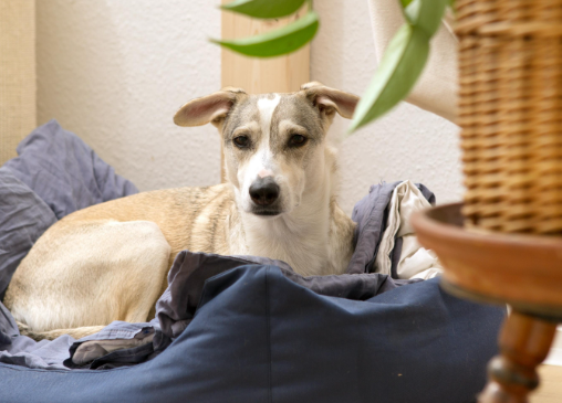 How to Prevent Dogs From Becoming Strays