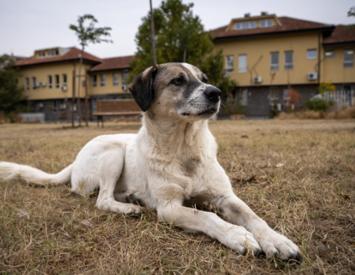 How to Build Public Support for Stray Dog Rescue