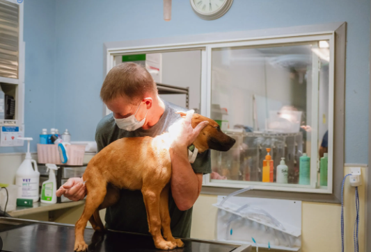 The Ethics of Stray Dog Rescue and Relocation