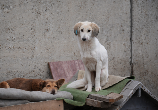 What a Day in Stray Dog Rescue Really Looks Like