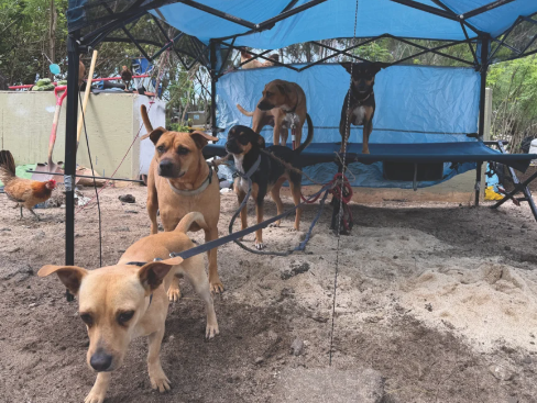 How Foster Homes Support Stray Dog Rescue