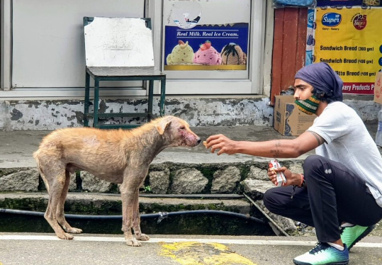 How to Rescue Stray Dogs During Heavy Rain or Storms