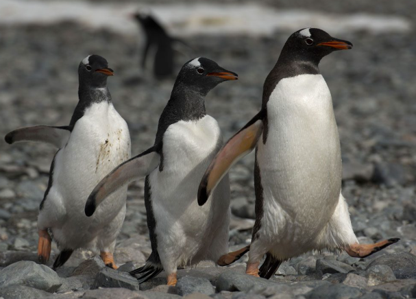 Why Do Penguins Waddle When They Walk