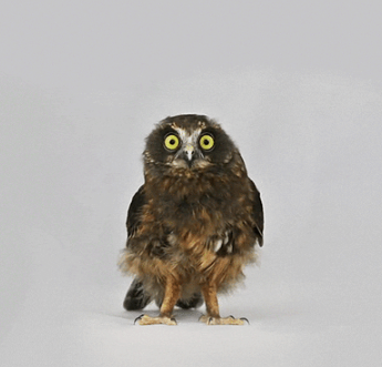 Why Do Owls Bob Their Heads
