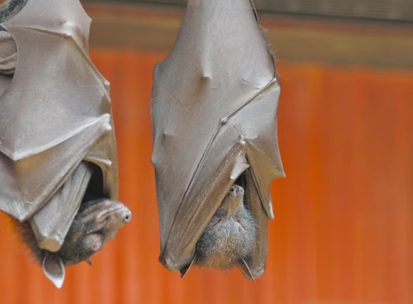 Why Do Bats Sleep Upside Down