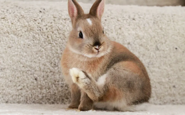 Why Do Rabbits Thump Their Feet