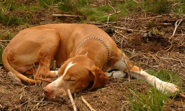 Why Do Dogs Turn Around Before Lying Down