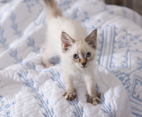 Why Do Cats Knead with Their Paws