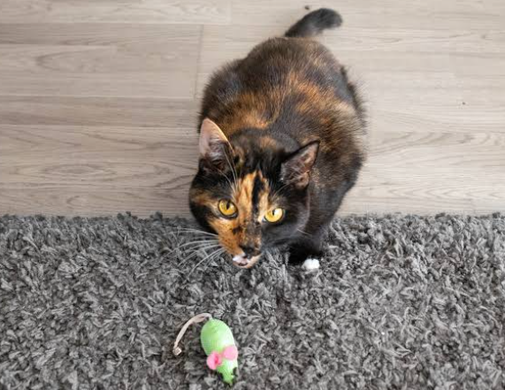 Why Do Cats Bring Dead Animals Home
